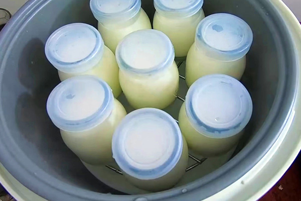 Máy làm sữa chua Misushita 12 cốc thủy tinh SGP-1030